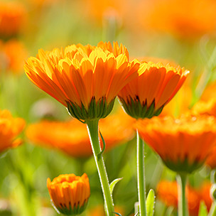 カレンドラ　(CALENDULA)